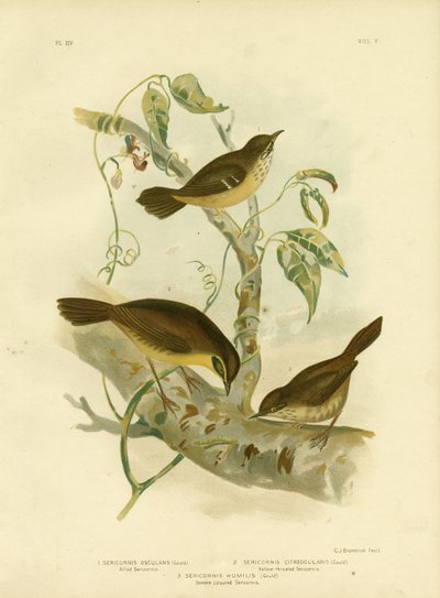 Scrubwren Aliado o Scrubwren de Ceja Blanca, 1891 de Gracius Broinowski